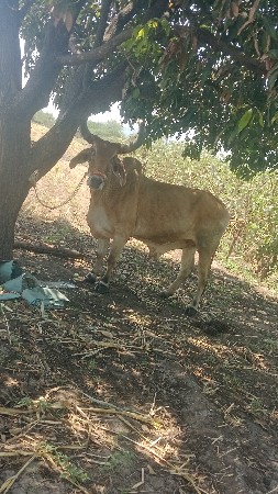 બળદ વેચવાનો છે