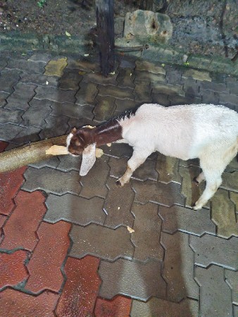 Bakra vechvana chhe