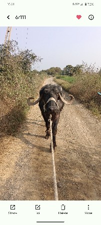 ભેંસ વેચવાની છે ૫ મહીના નિ કચિ