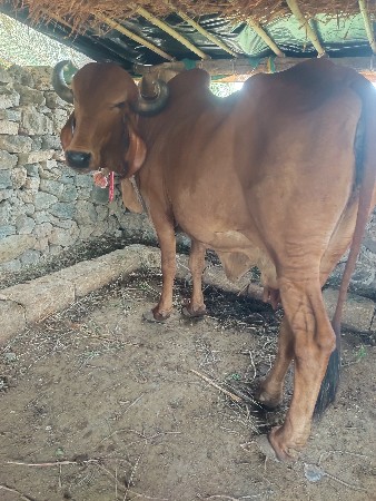 original Gir gai