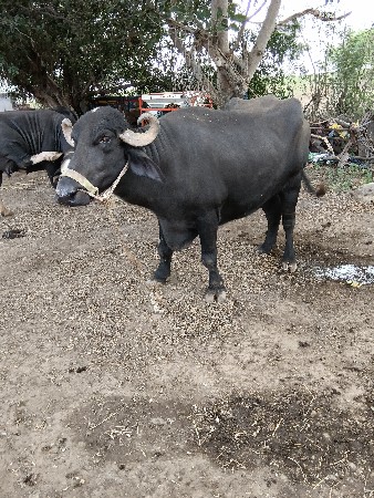 ખડેલી.વેચવાનિછે