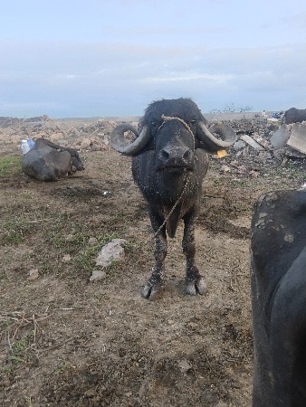 આ ભેંસ વેચવાની છે