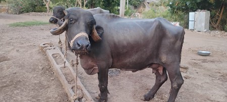 ભેંસ વેચવાની છે