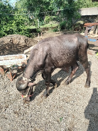 આડો વેચવાનો છે
