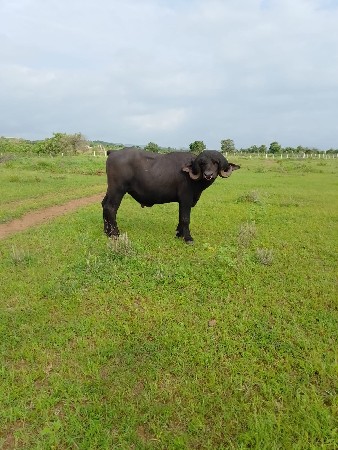 આ પાડો વેચવાનો છે
