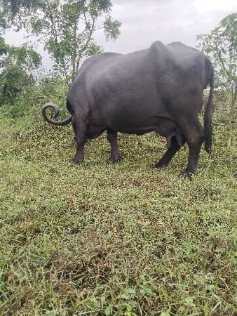 આ ભેંસ વેચવાની છે