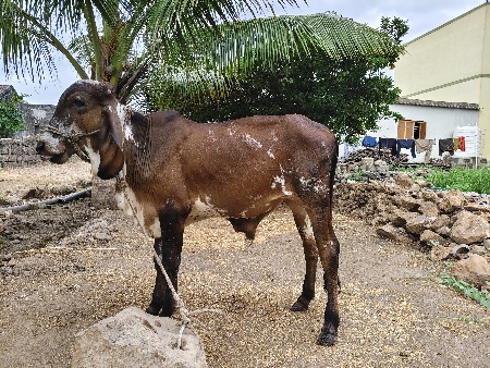 ખુટ વેશવાનો સે