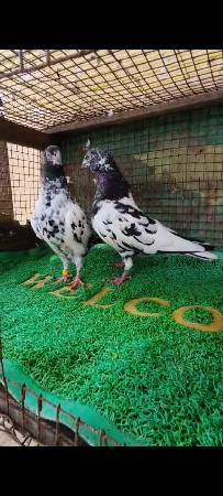 vechwani che