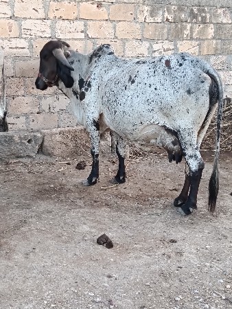 ગાય વેચવાની છે