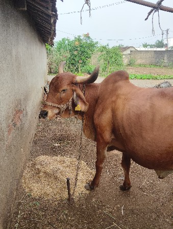 ગાય વેચવાની છે ચોથું વેતર