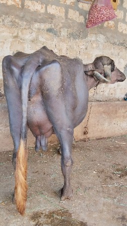 ભેંસ વેચવાની છે