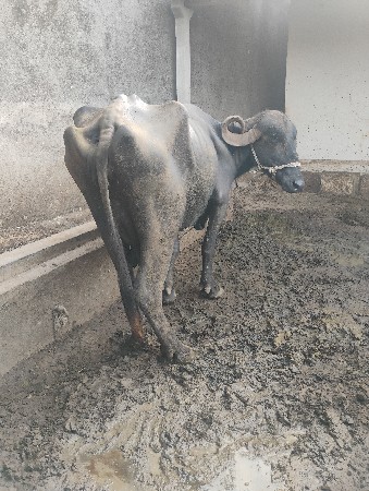 બીજુવેતરસે