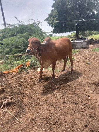ગીર ગાય વેચવાની છે સોજીછે વીયાસે