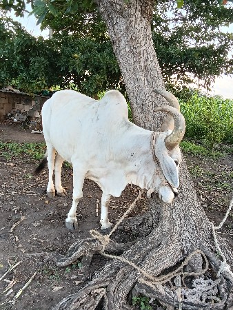 આ વેચવાનો છે