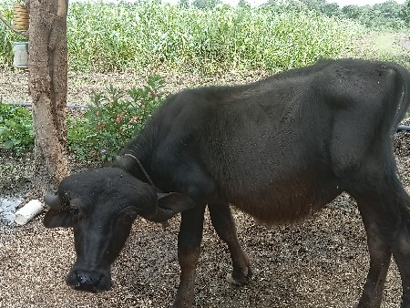 આ પાડો વેસવાનો સે