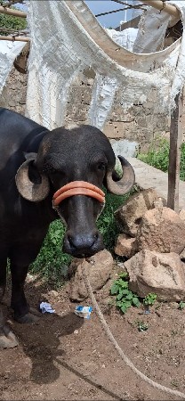 ખડેલી વેસવાની સે 3 વરસ ની સે