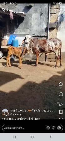 12:30 ની મોટર દાળની સબમરસીબલ્સ લેવા