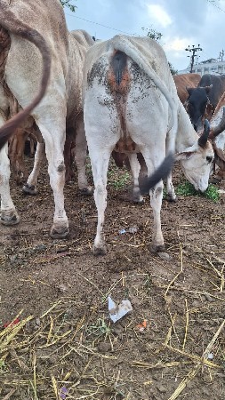 ગાય વેચવાની છે.
