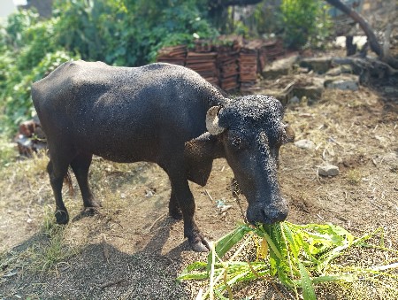 ભેસ વેચવાની છે