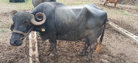 ભેશ