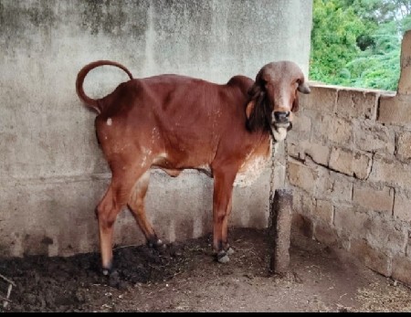 ગીર વાછડી છે