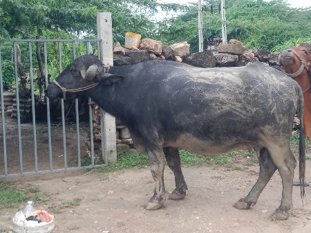 ભેસવેસવાનિ છે