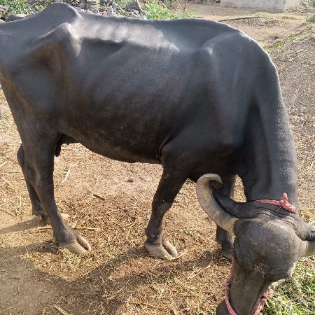 ભેંસ વેચવાની છે