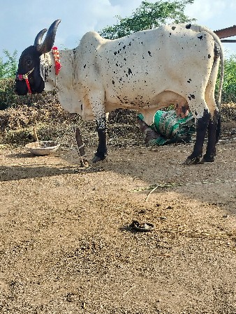 ગાય દેવાનિછે