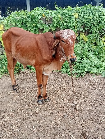 દેશી પાસાર