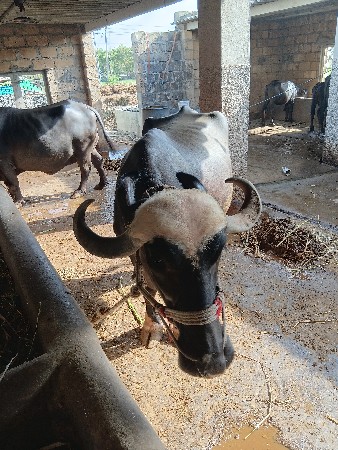 ભેંસ વેચવાની છે