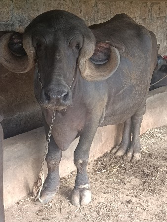 ભેંસ વેચવાની છે