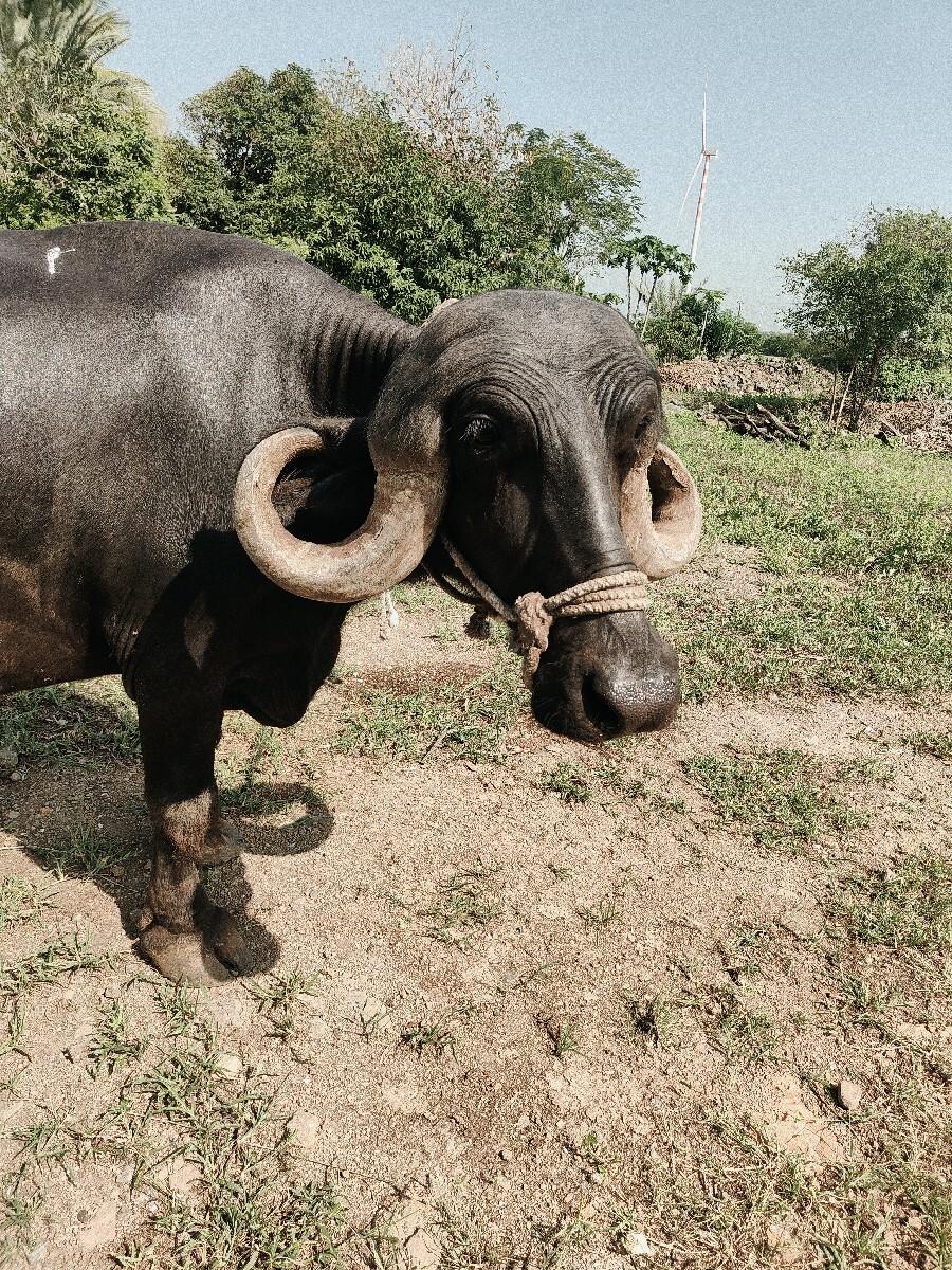 ભેશ વેચવાની છે