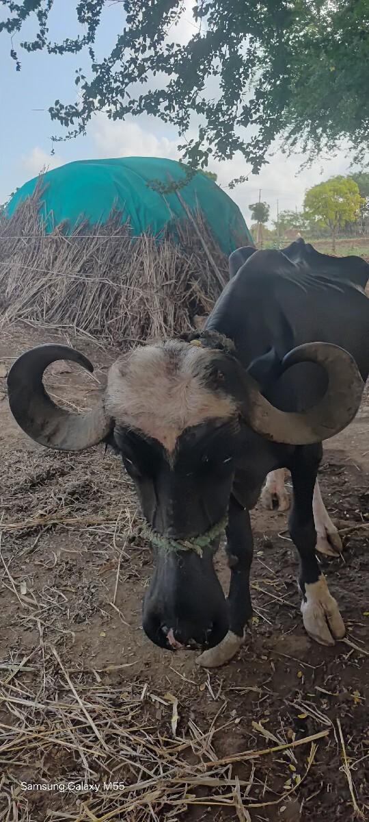 ખડેલુ વેચવાનુ છે