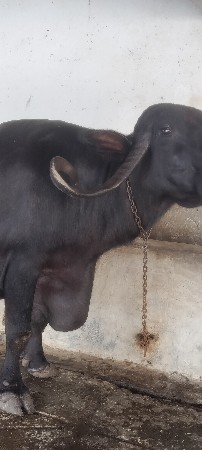 ભેંશ વેચવાની છે
