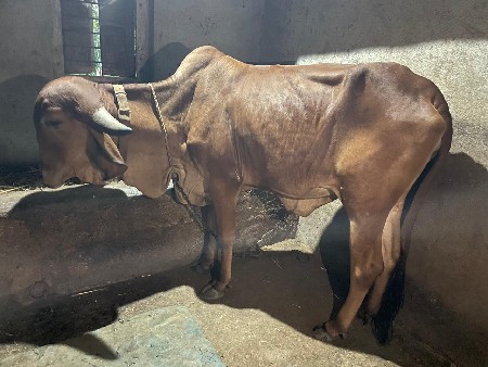 ગીર વાશડી