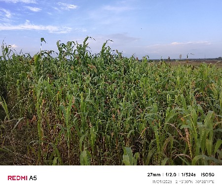 જુવારનો લીલો ચારો