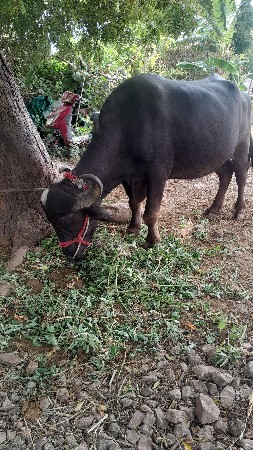 ખડેલી