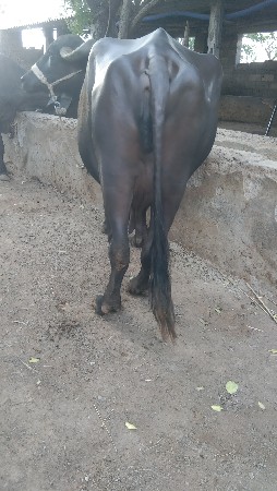 વેચવાની છે