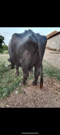 ભેંસ વેચવાની છે