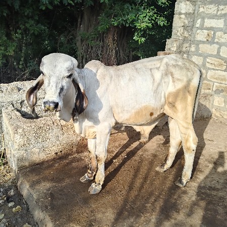 આ વાછરડો  દેવાનો છે