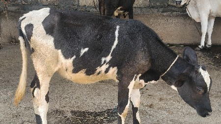 hf abs બ્રીડ ની વાસડી વેસવાની છે