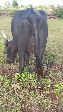 ભેંસ વેચવાની છે