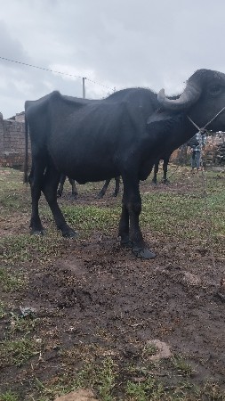 ખડેલી