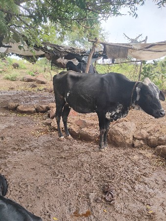 જર્સી વેચવાની છે