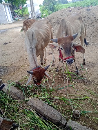 ગોઢલા વેચવાના છે