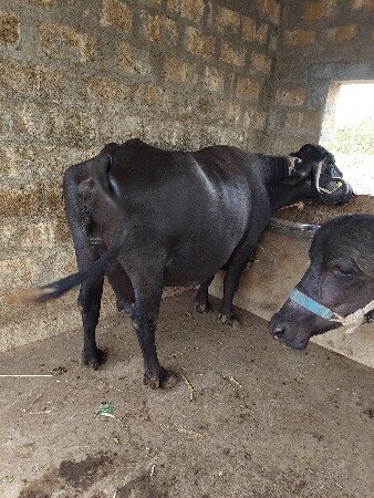 bhesha