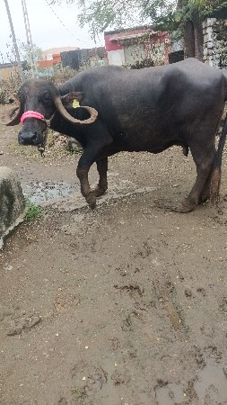 ભેંસ વેચવાની છે.