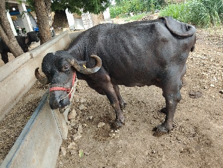 ભેંશ વેચવાની સે