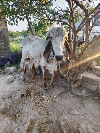 કાબરો ખુટ