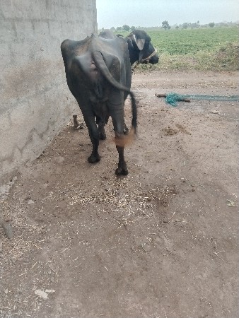 આ ભેંસ વેચવાની છે